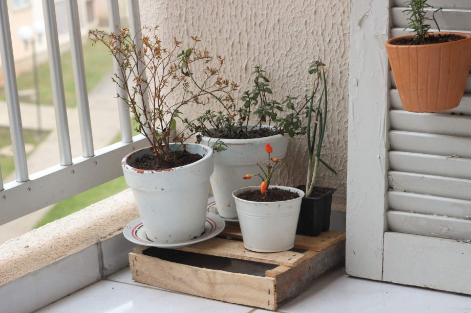 micro-horta-apartamento-pequeno-com-varanda-hortela-cultivando-em-apartamento